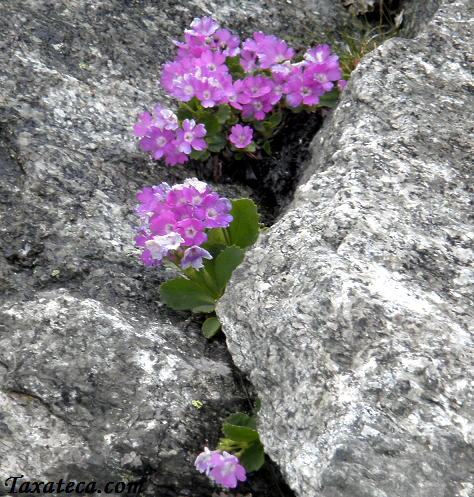 Primula hirsuta Primula_hirsuta