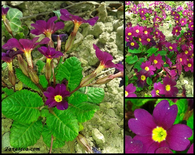 Primula juliae Primula_juliae