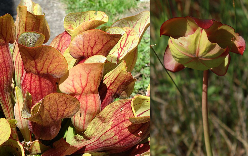 Sarracenia purpurea Sarracenia_purpurea