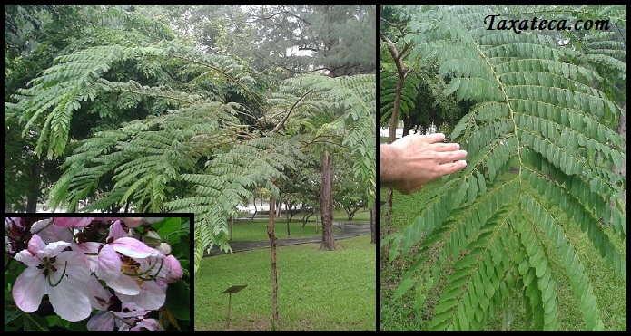 Cassia javanica Cassia_javanica