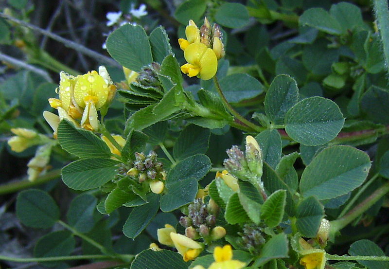 Medicago suffruticosa Medicago_suffruticosa