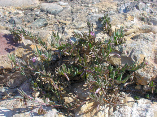 Polygala rupestris Polygala_rupestris