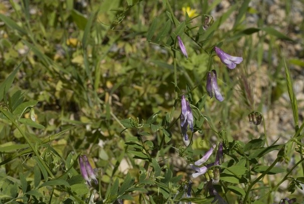 Vicia parviflora Vicia_parviflora