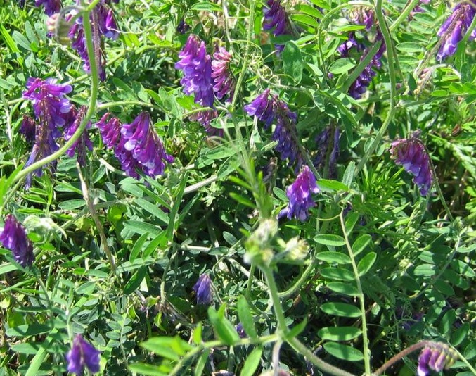 Vicia villosa Vicia_villosa