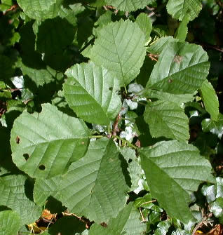 Alnus glutinosa Alnus_glutinosa