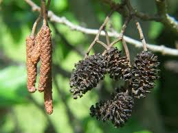 Alnus glutinosa Alnus_glutinosa2