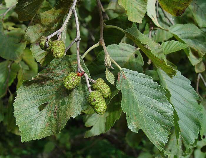 Alnus incana Alnus_incana