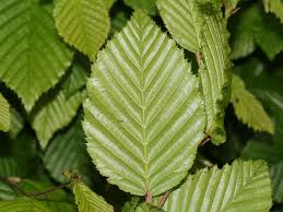 Carpinus betulus Carpinus_betulus