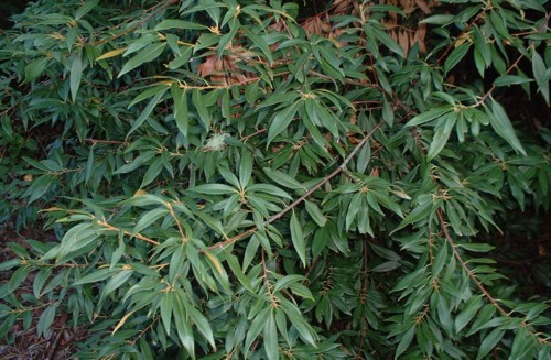Chrysolepis chrysophylla Chrysolepis_chrysophylla