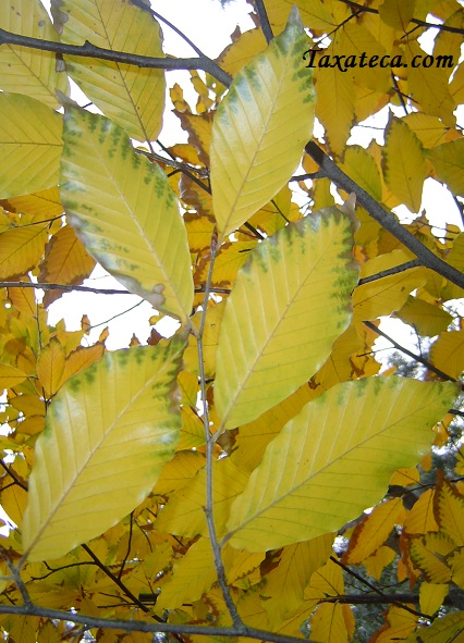 Fagus orientalis Fagus_orientalis