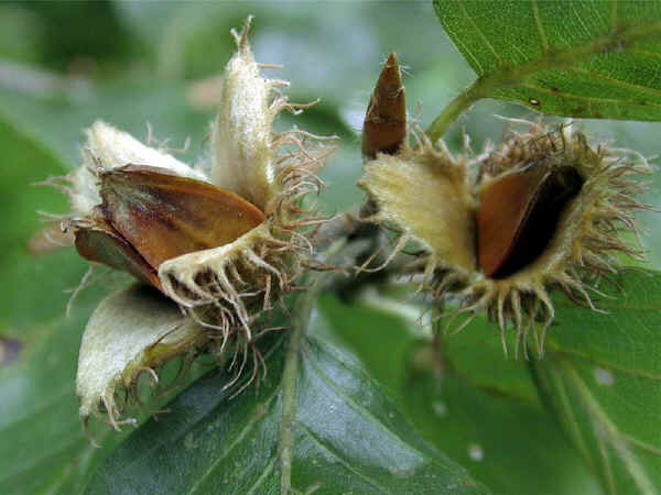 Fagus sylvatica Fagus_sylvatica2