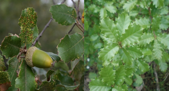 Quercus faginea Quecus_faginea