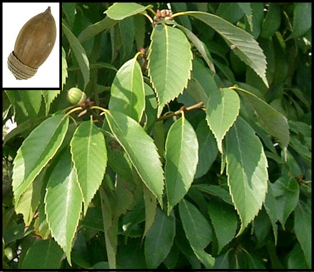 Quercus glauca Quercus_glauca