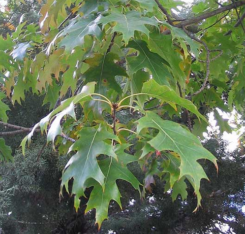 Quercus rubra Quercus_rubra