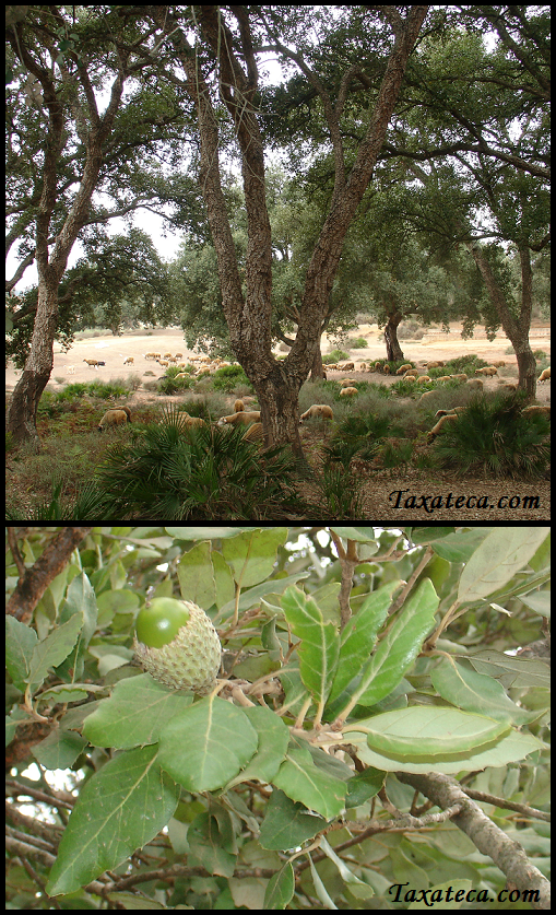 Quercus suber Quercus_suber