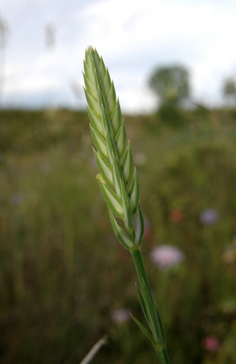 Crucianella angustifolia Crucianella_angustifolia