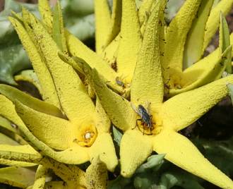 Orbea lutea Orbea_lutea