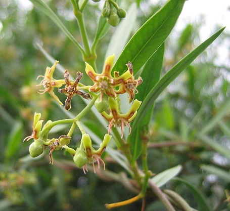 Periploca angustifolia Periploca_angustifolia2