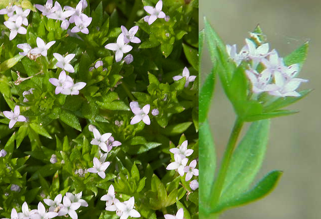 Sherardia arvensis Sherardia_arvensis