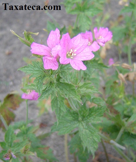 Geranium endresii  Geranium_endressii