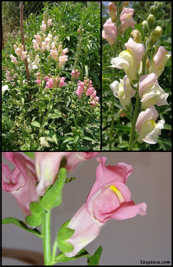 Antirrhinum majus Antirrhinum_majus