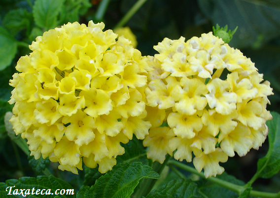 Lantana camara Lantana_camara