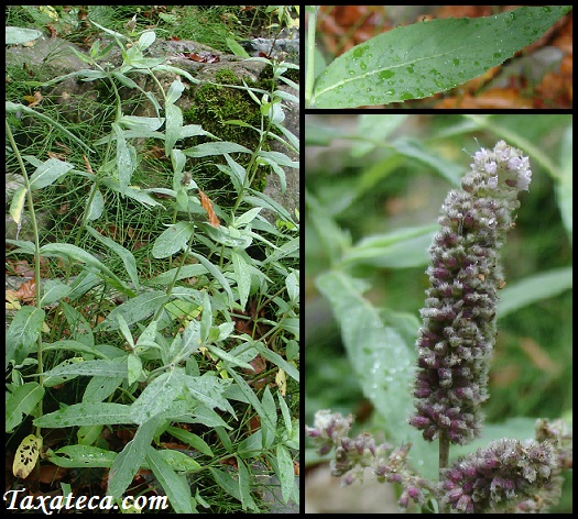 Mentha longifolia Mentha_longifolia