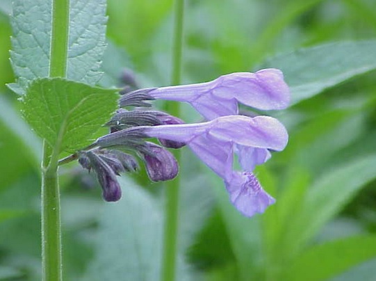 Nepeta sibirica Nepeta_sibirica