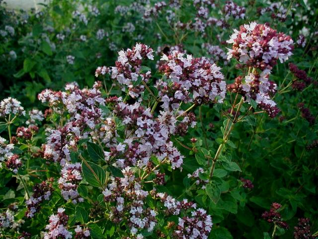 Origanum vulgare Origanum_vulgare