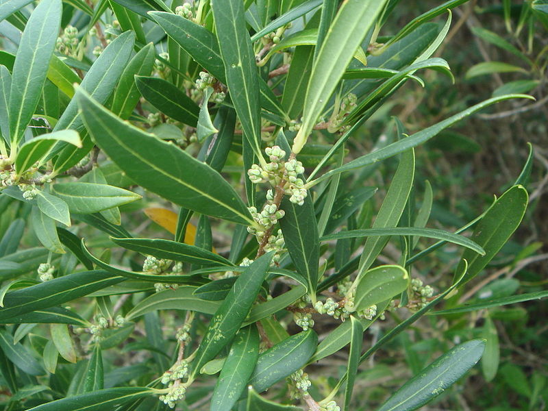 Phillyrea angustifolia Phillyrea_angustifolia