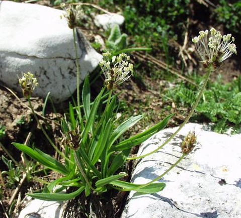 Plantago atrata Plantago_atrata