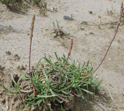 Plantago crassifolia Plantago_crassifolia