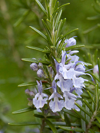 Rosmarinus officinalis Rosmarinus_officinalis