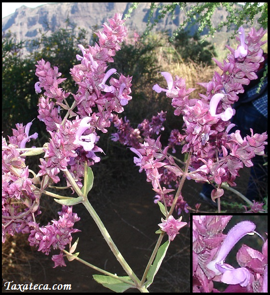 Salvia canariensis Salvia_canariensis