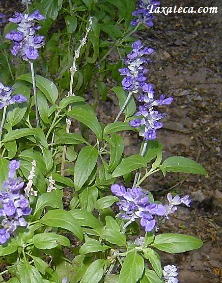 Salvia farinacea Salvia_farinacea