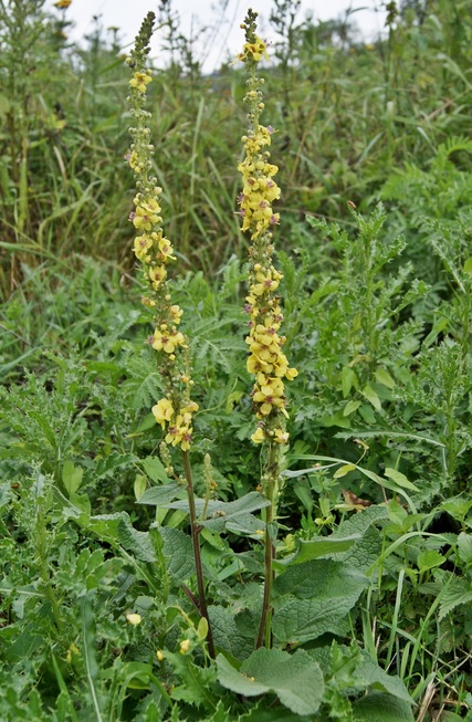 Verbascum nigrum Verbascum_nigrum