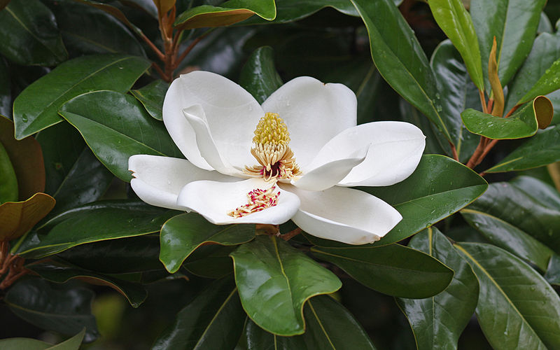 Magnolia grandiflora Magnolia_grandiflora