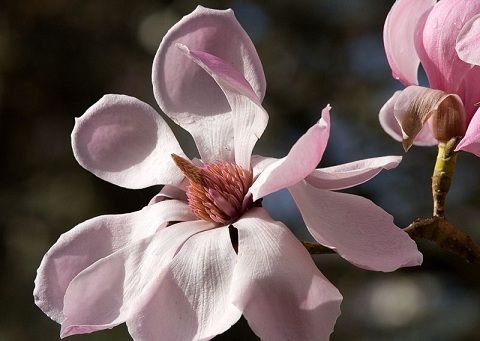 Magnolia sprengeri Magnolia_sprengeri
