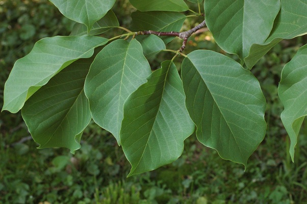 Magnolia sprengeri Magnolia_sprengeri2