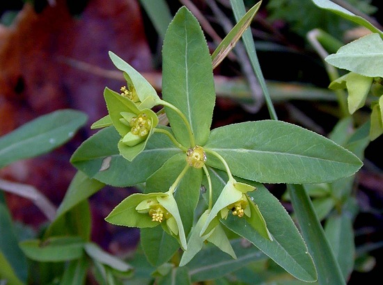 Euphorbia angulata  Euphorbia_angulata