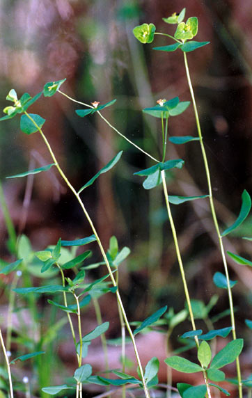 Euphorbia angulata  Euphorbia_angulata2