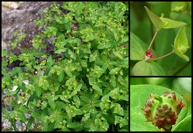 Euphorbia dulcis Euphorbia_dulcis