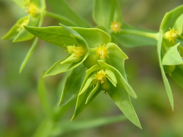 Euphorbia exigua Euphorbia_exigua