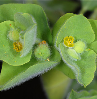 Euphorbia hirsuta Euphorbia_hirsuta