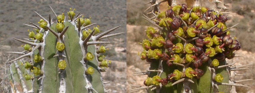 Euphorbia officinarum  Euphorbia_officinarum2