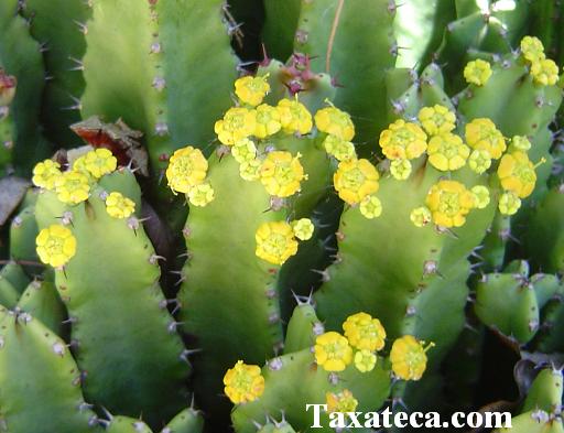 Euphorbia resinifera Euphorbia_resinifera