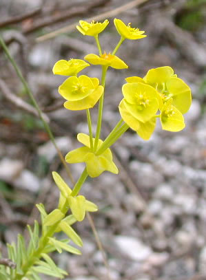Euphorbia segetalis Euphorbia_segetalis2