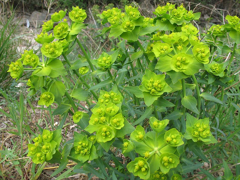 Euphorbia serrata Euphorbia_serrata2