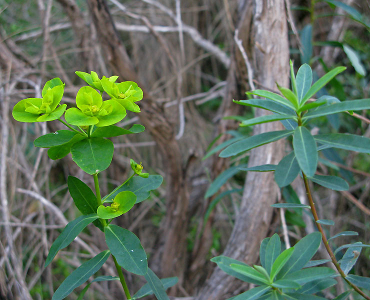 Euphorbia squamigera Euphorbia_squamigera2