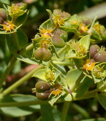 Euphorbia terracina Euphorbia_terracina